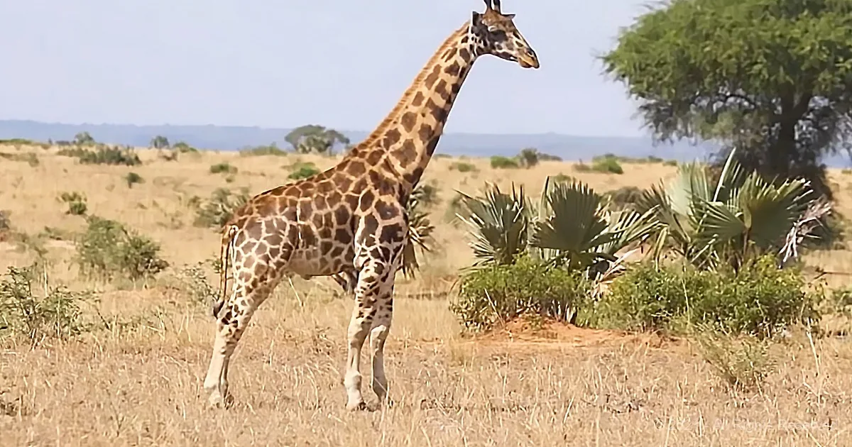 A giraffe stands in a dry savanna landscape with sparse vegetation and a tree in the background.