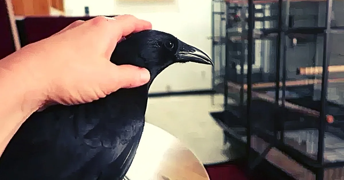 A hand gently holds a black crow perched on a wooden table.