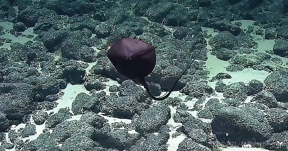For the Nerds Among Us: Scientist's Hilarious Reaction to Deep-Sea Creature