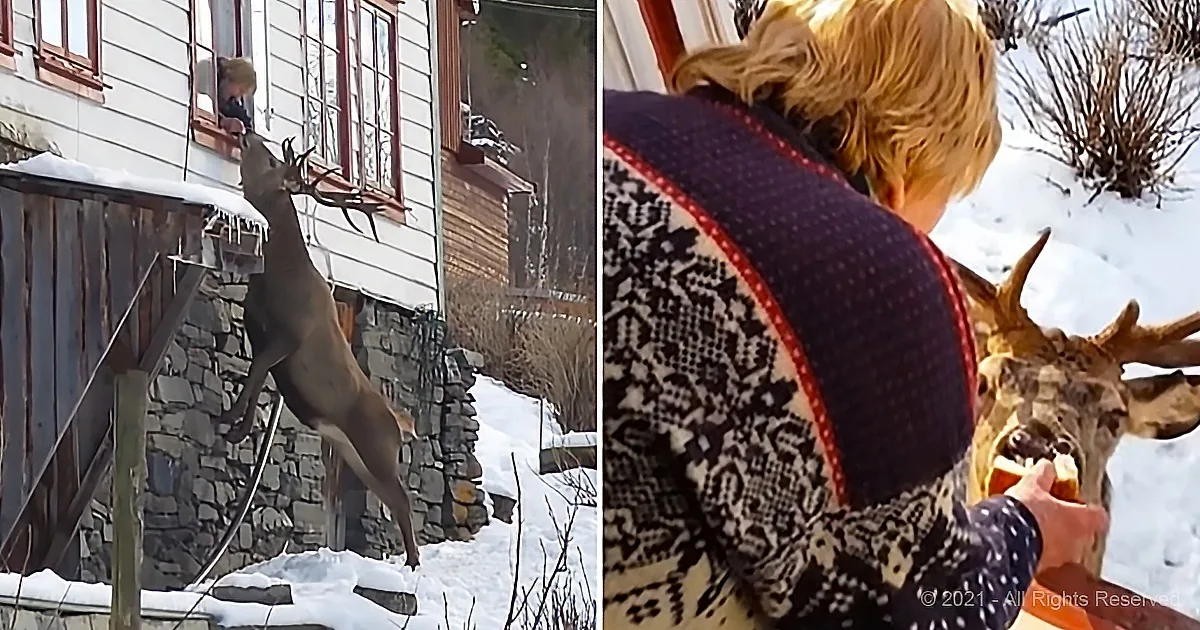 Wild Stag Visits His Human Grandma... Every Day
