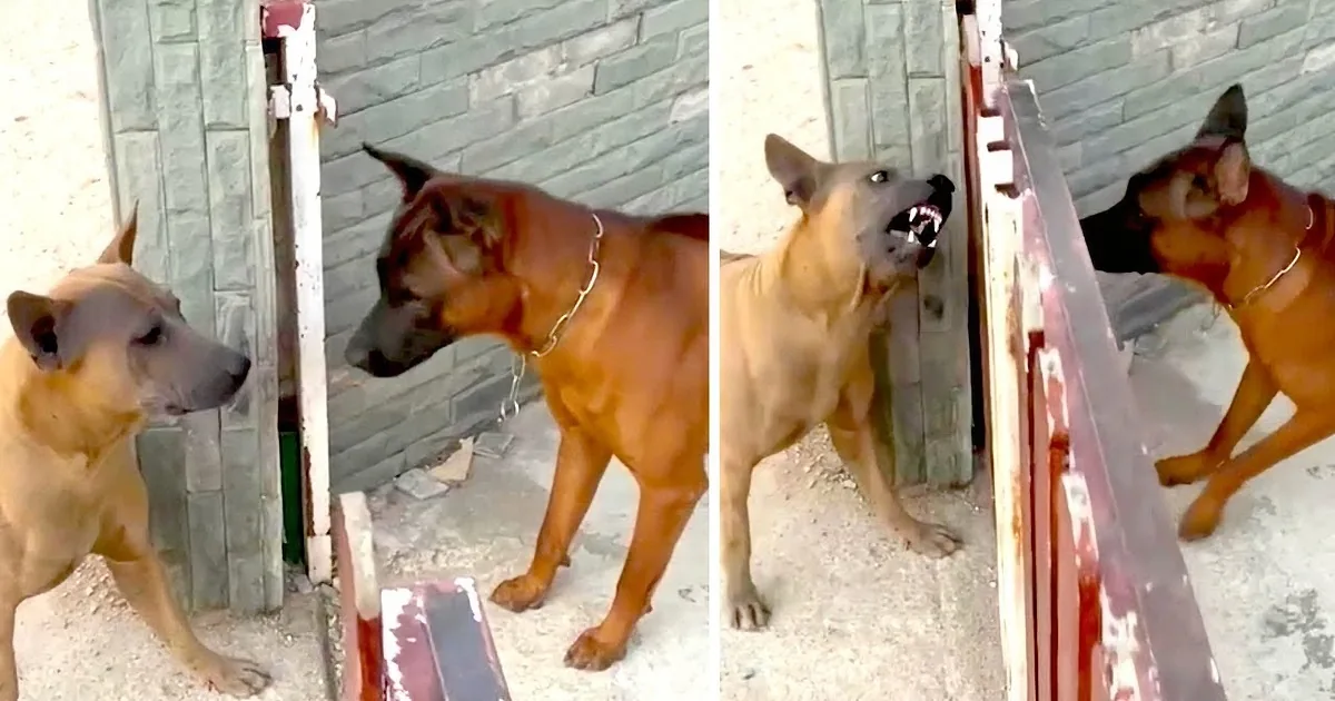 Two dogs, one light brown and one darker, stand facing each other near a white brick wall.