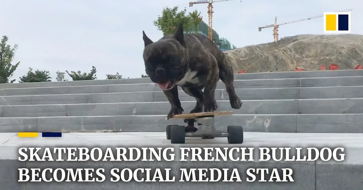 A dog wearing a tiger-striped jacket rides a skateboard on a cobblestone street.