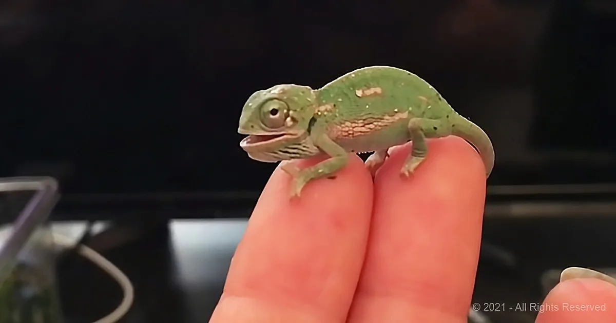 A small green chameleon perched on a person's fingers, mouth slightly open.