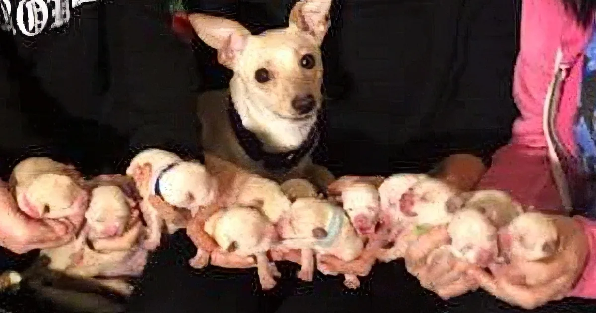 A light-colored dog is nursing her puppies, with some wearing colorful bands on their necks.