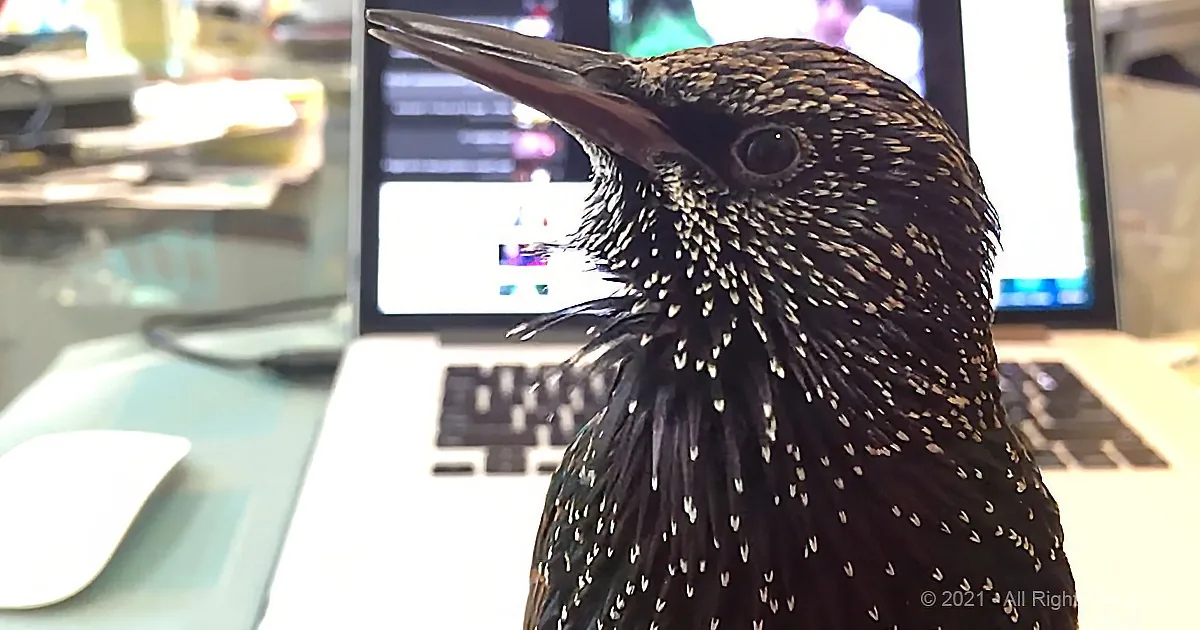 A bird with speckled feathers perches in front of a laptop on a desk.