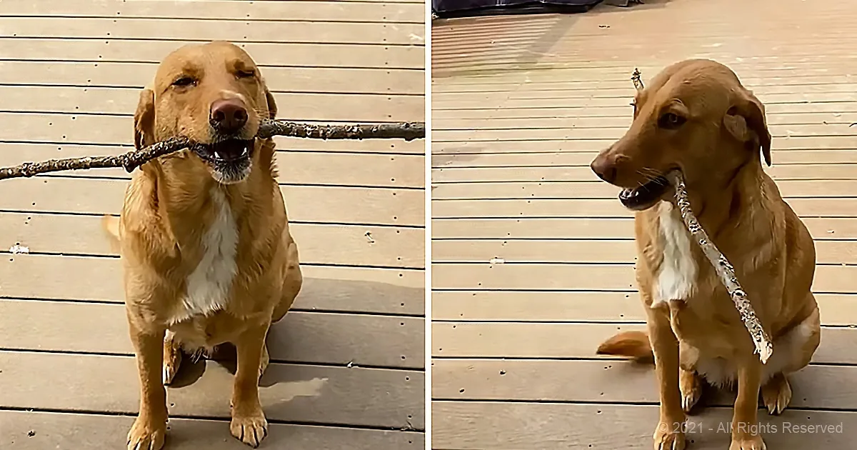 A dog holds a stick in its mouth, sitting on a wooden deck, with its tongue slightly out.