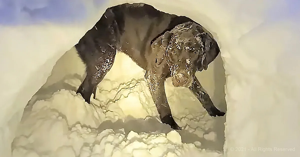 A dog, covered in mud, is standing on a snowy surface with its head down.