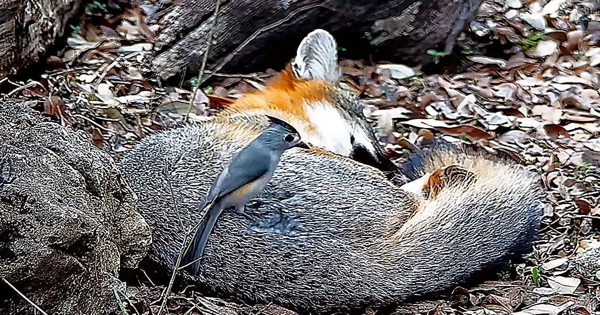 Clever Bird Takes Fur From Sleepy Fox