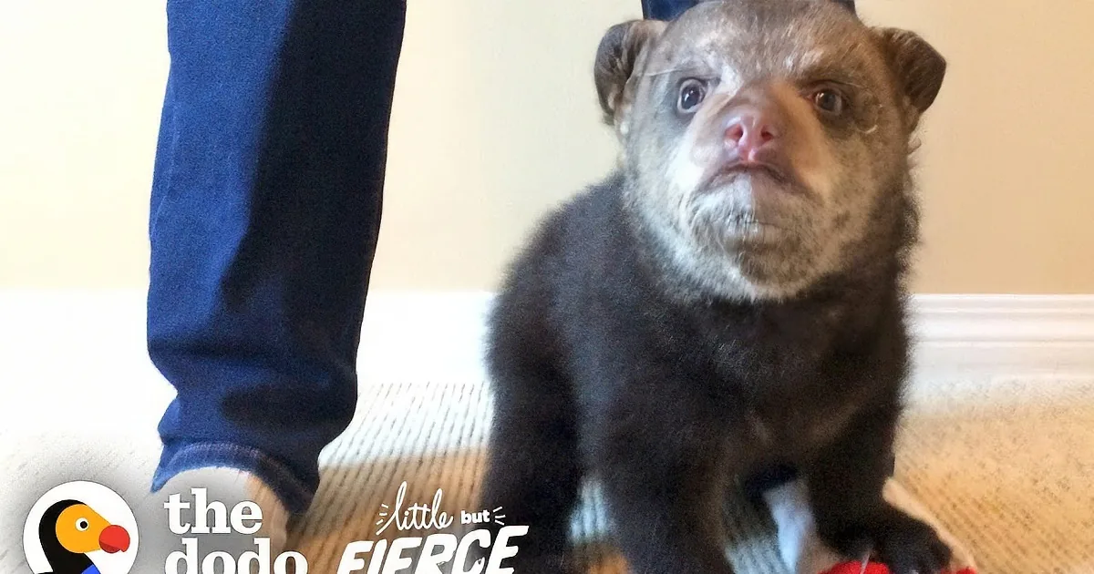 Persistent Cub Finally Gains Companionship