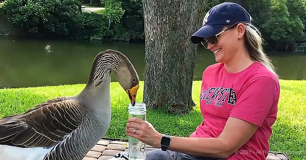 A woman in a pink shirt and cap sits on grass, feeding a goose from a glass bottle.