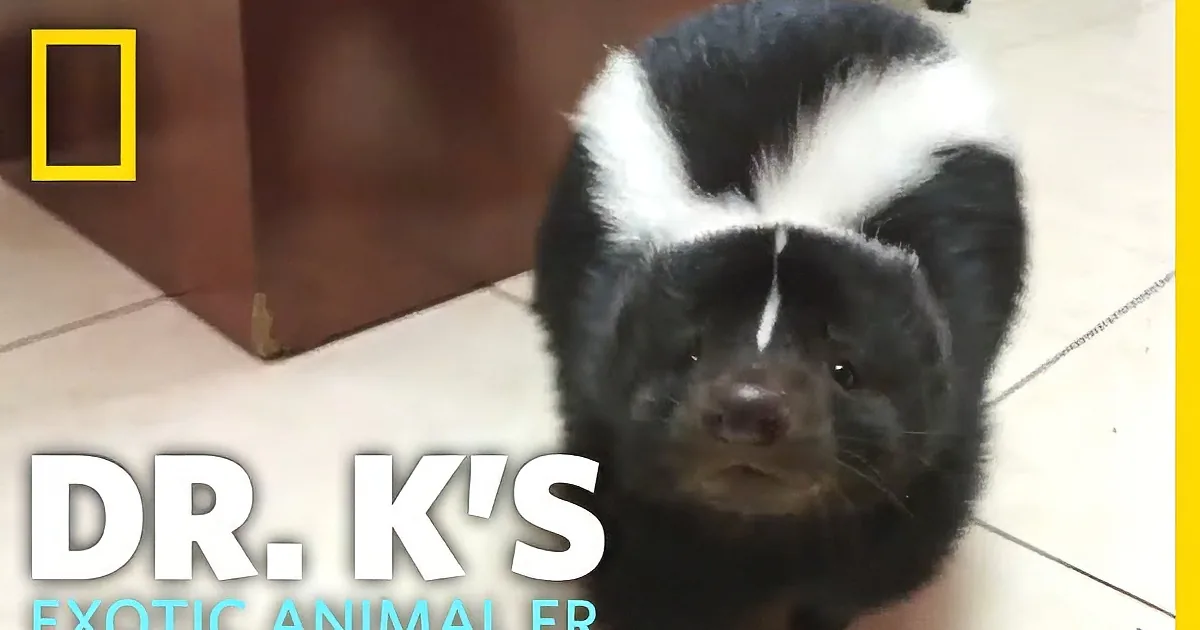 A skunk with a distinctive black and white coat stands on a tiled floor, looking directly at the camera.