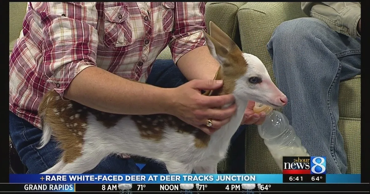 Blue-Eyed, Baby Fawn Garners Fame After Mother Rejects Him