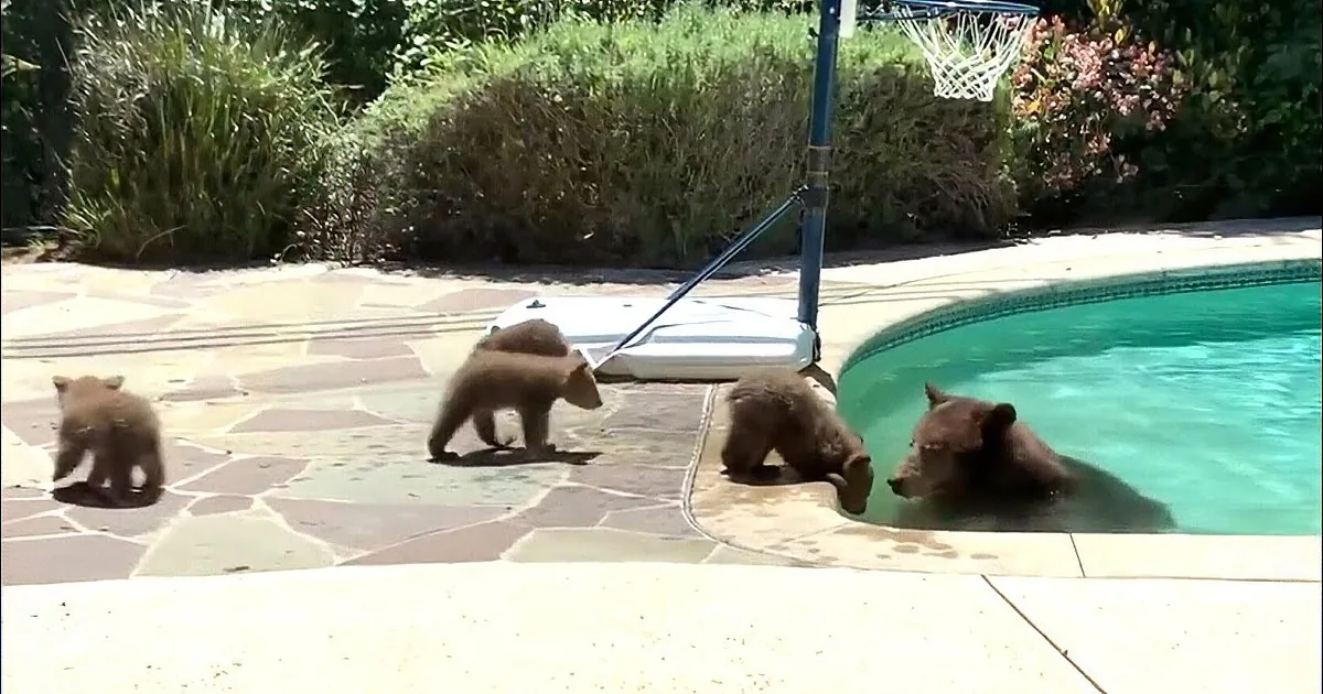 Mama Bear Takes Quick Dip in Family Swimming Pool