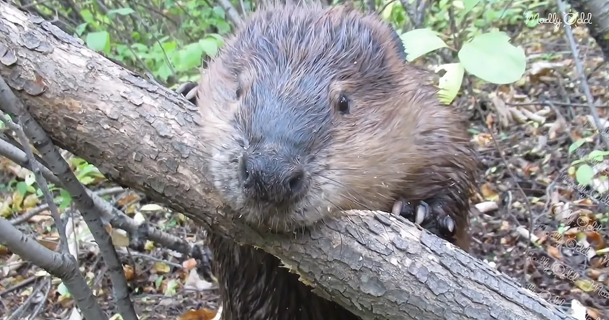 A beaver with wet fur rests on a tree branch in a forest setting.
