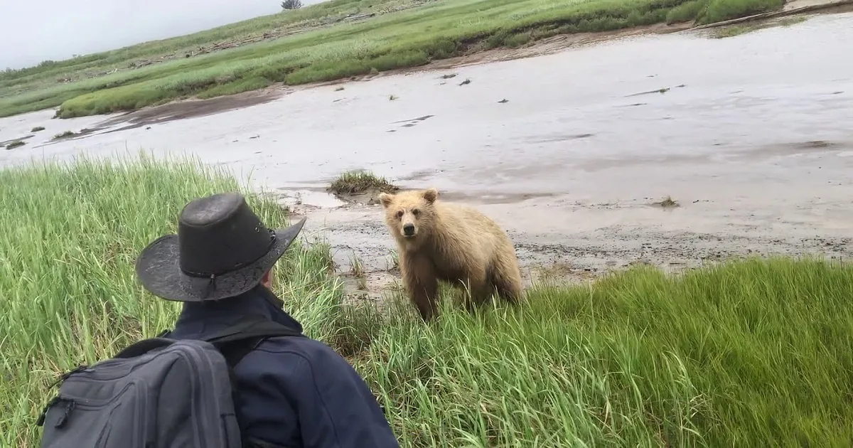 Tourists Terrified by a Grizzly Bear's Bluff Charge