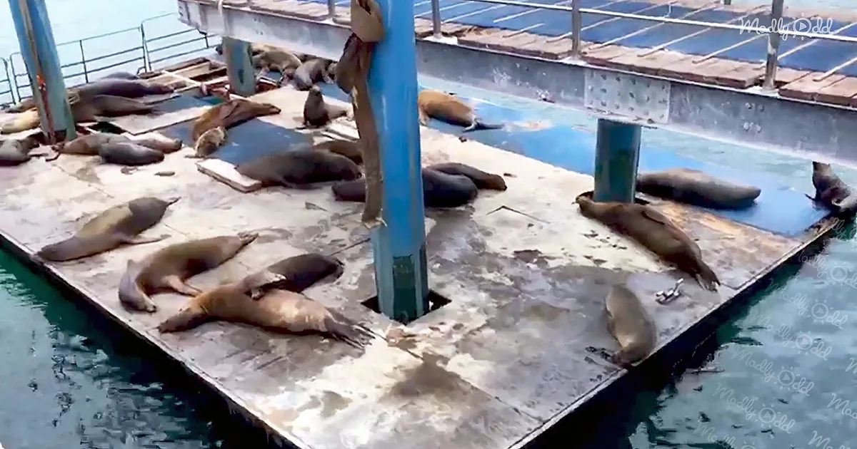 Seals lounging on a dock, some on the water, others on the concrete.