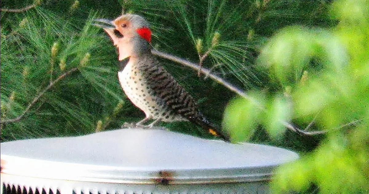 A Northern Flicker woodpecker with distinctive red cheek patch perches on a black roof, pecking at the surface.
