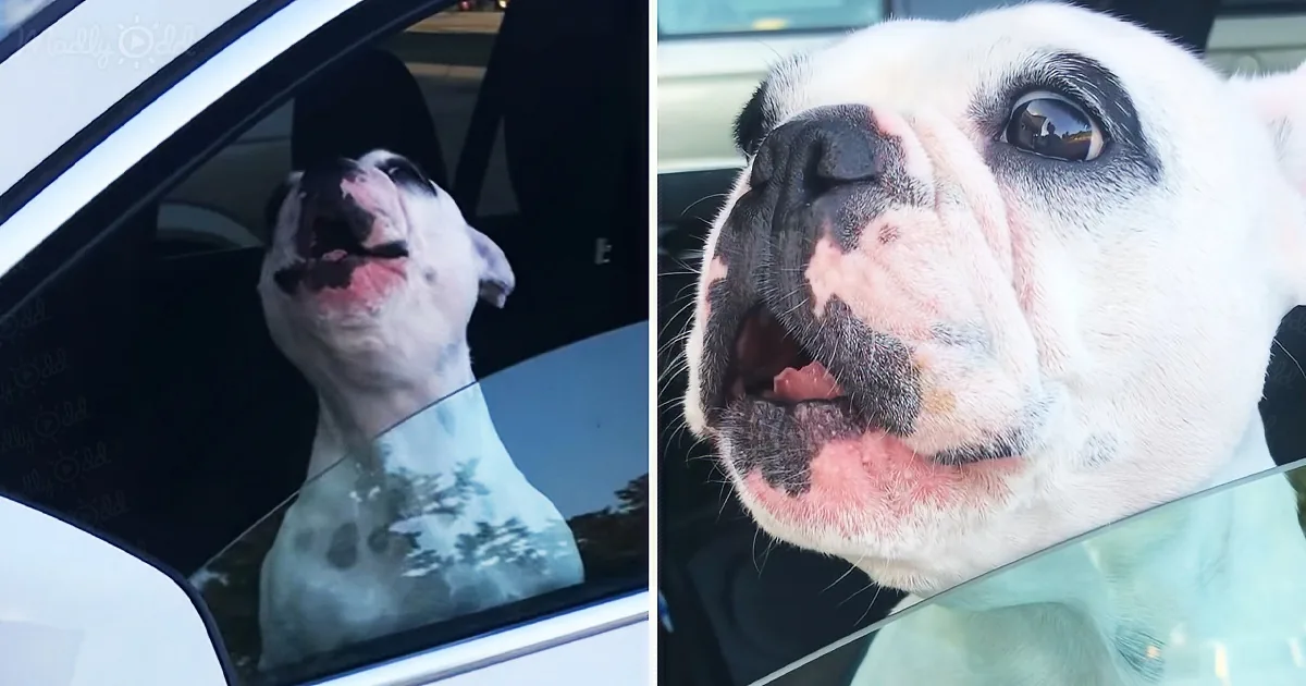 Cute Dog Sings to Get Mom's Attention