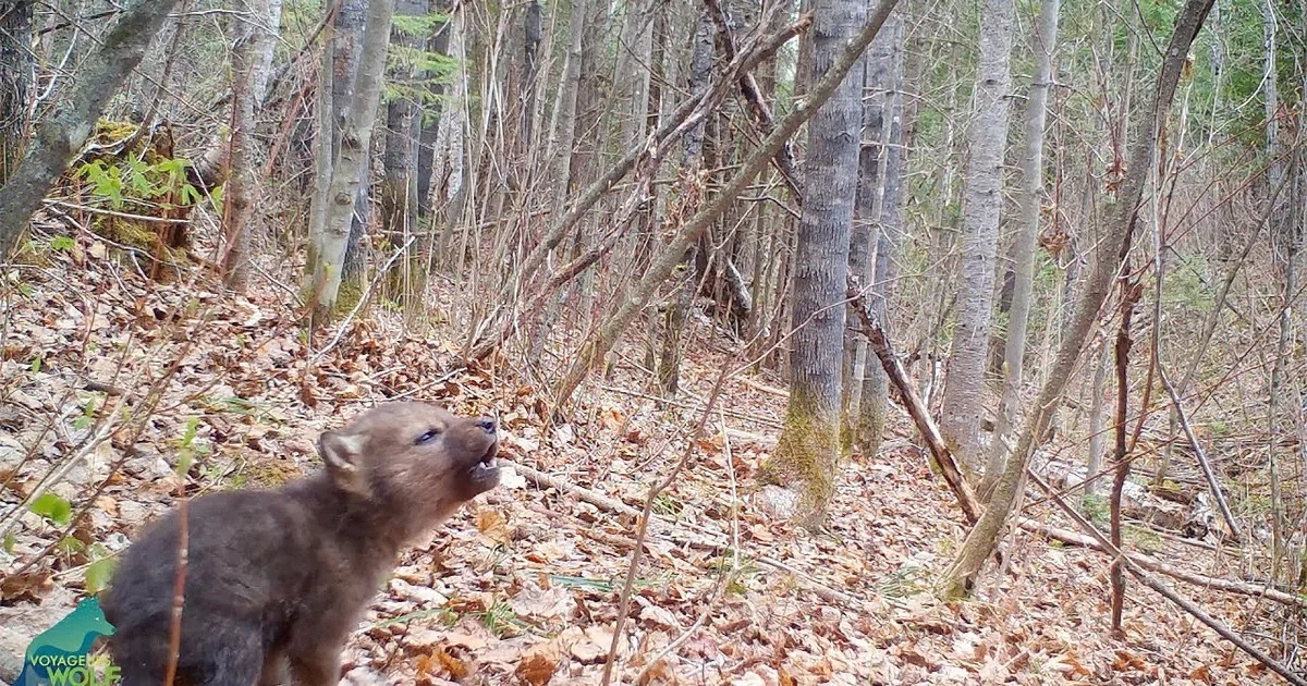 Adorable Wolf Pup Tries to Howl for the First Time