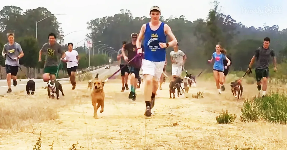 A man in a blue tank top runs with a group of people and dogs on a dirt path.