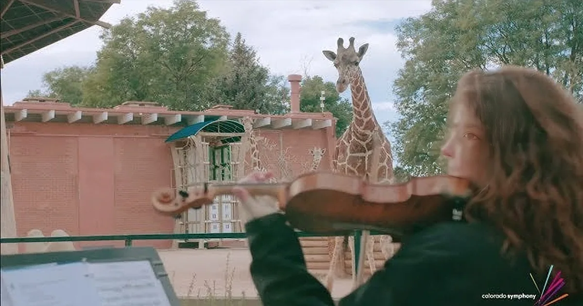 Denver Zoo Giraffes Love Performance by Colorado Symphony