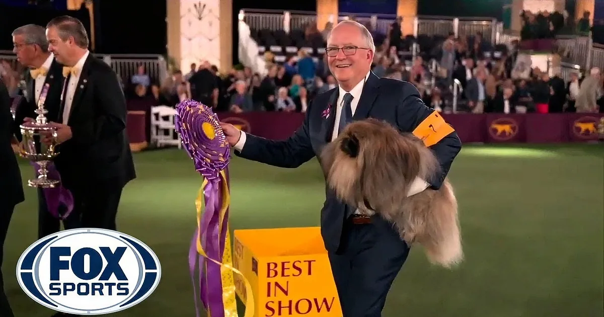 A man in a suit holds a purple ribbon, smiling, as a dog with a fluffy tail stands nearby at a dog show.