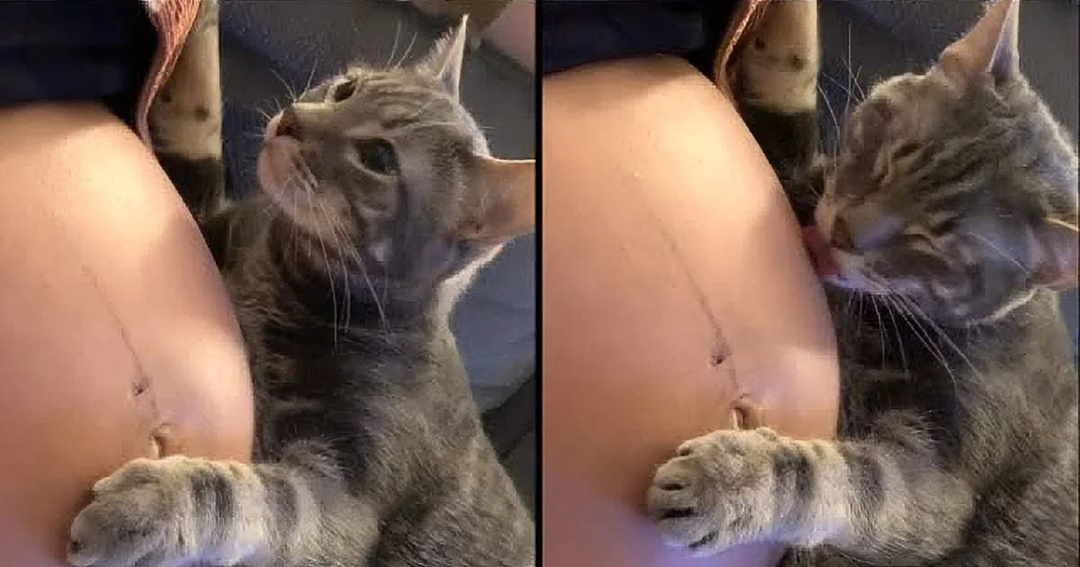 A tabby kitten is playfully interacting with a person's arm, showing curiosity and affection.