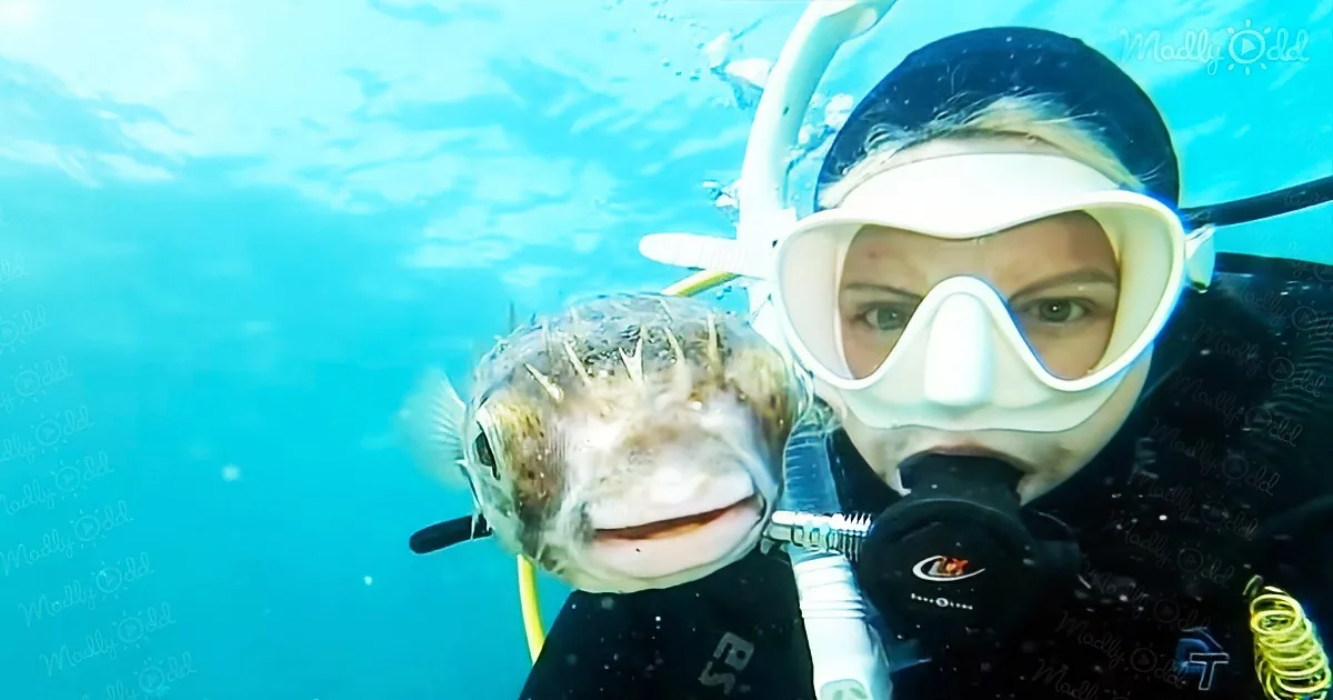 A diver wearing a mask and snorkel swims with a pufferfish underwater.