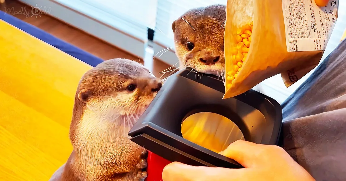 Two otters eagerly watch as corn kernels are poured into a container.