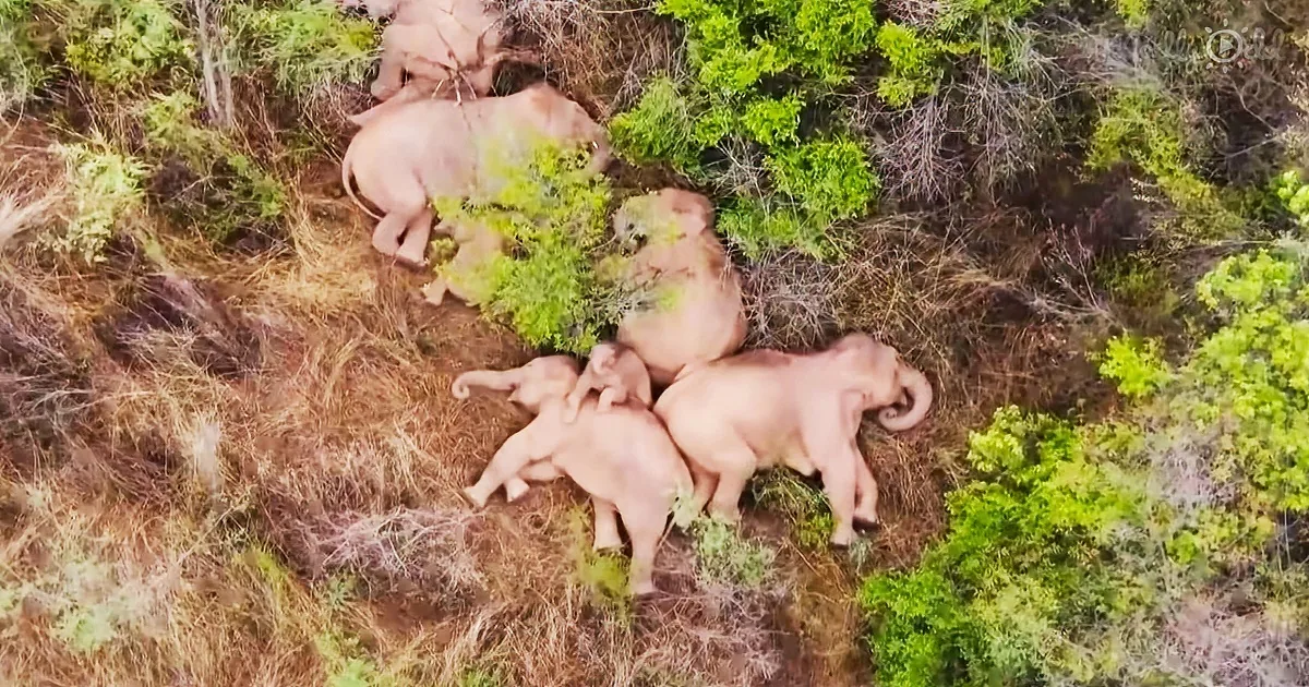 Elephants resting in a grassy area surrounded by greenery.