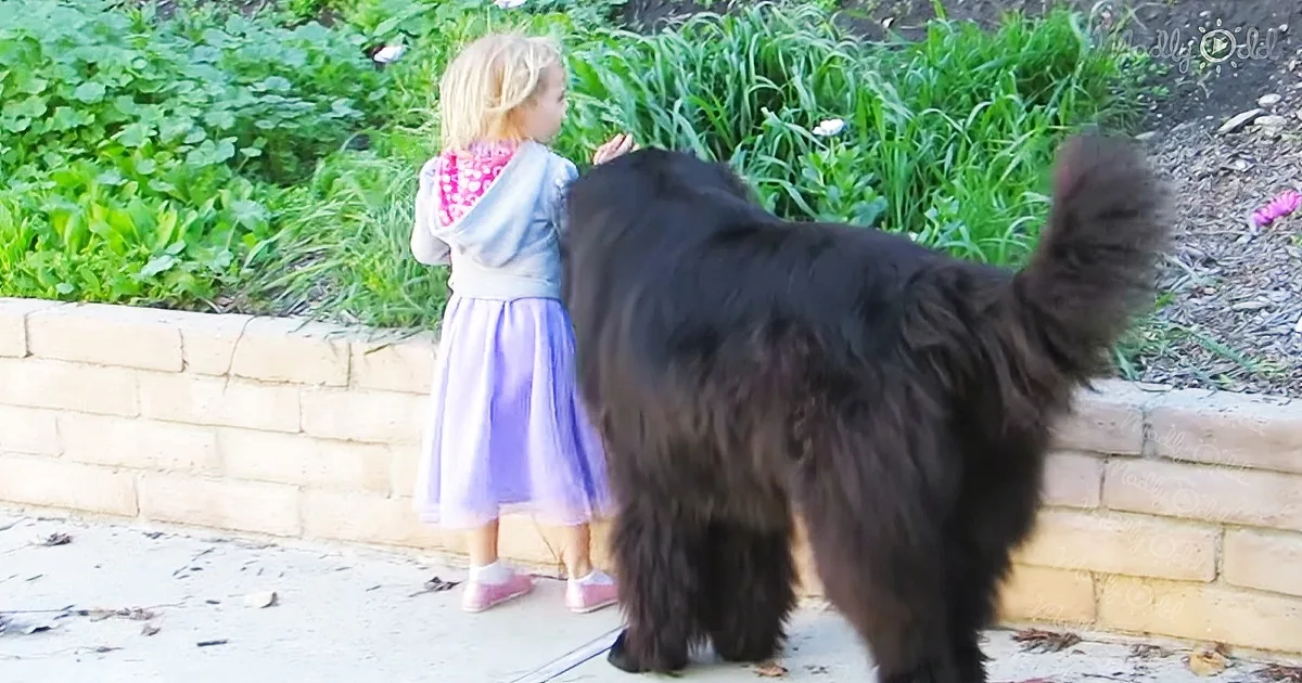 Adorable Little Girl Has the Best Relationship With Her Newfoundland Dog