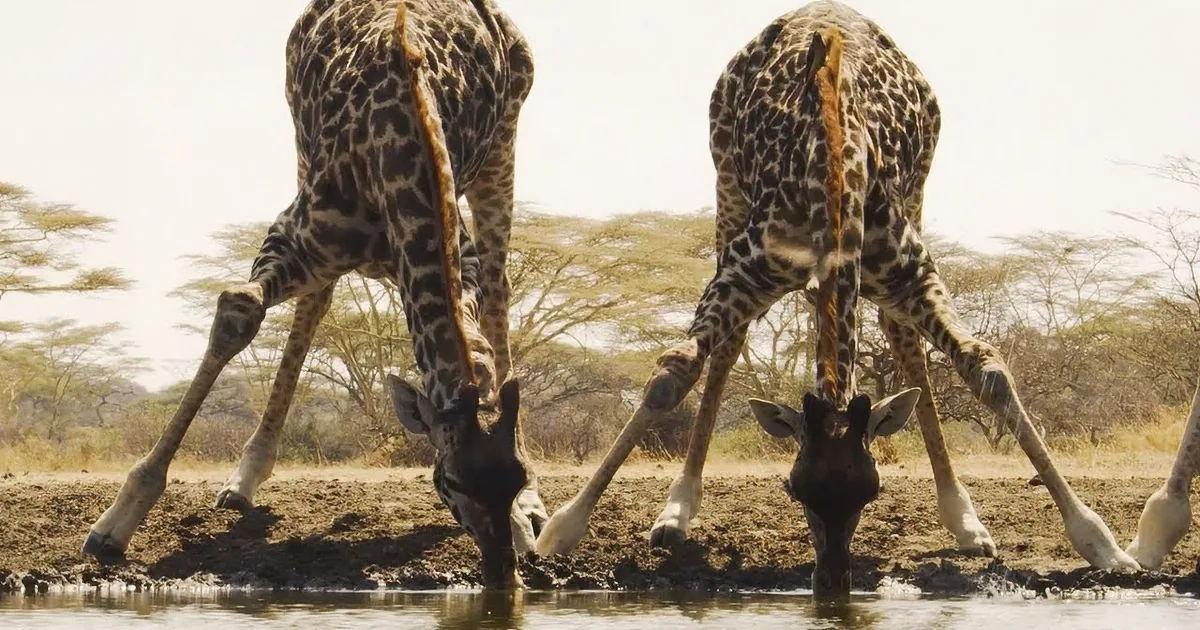 Animals of All Kinds Gathering Around a Waterhole of an African Reserve