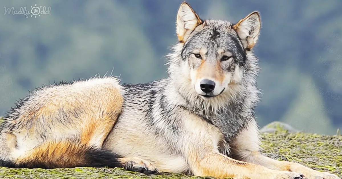 Meet the Rare Swimming Wolves That Eat Seafood
