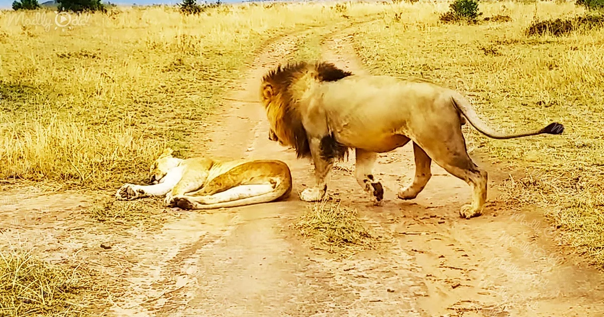 How Not to Wake up a Lioness