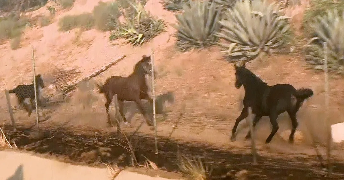 Two dark-colored animals, possibly donkeys or mules, stand behind a chain-link fence in a dusty, arid environment with...