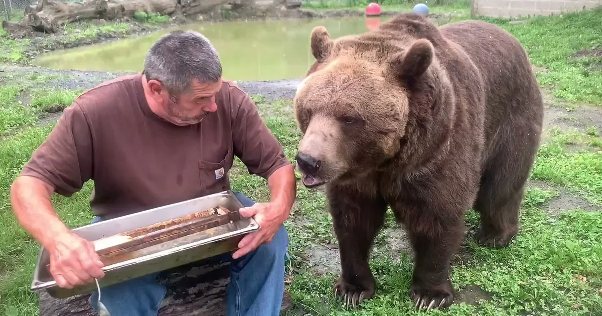 A man feeds a large brown bear a piece of food from a tray in a grassy area.