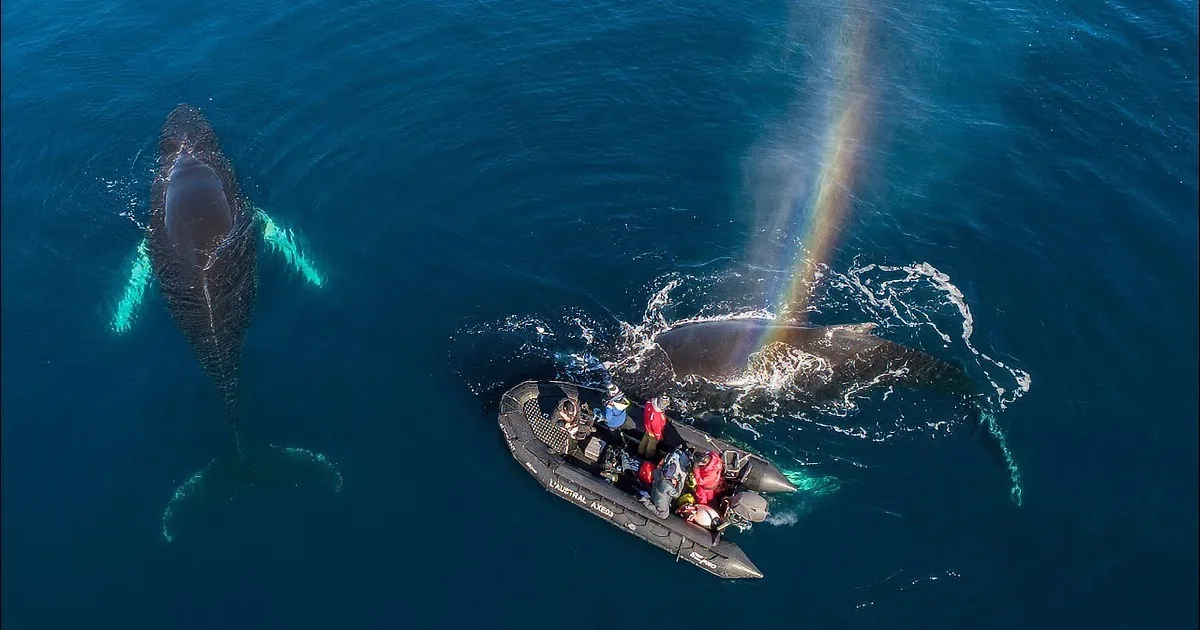 Two whales swim near a small boat filled with people in the ocean.