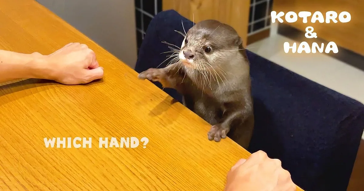 An otter stands on a table, reaching out towards a hand holding food.