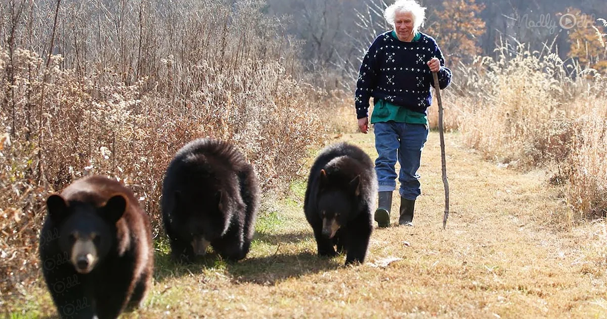 A man walks with three black bears in a grassy field, surrounded by dry vegetation.
