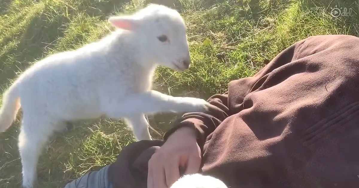 A white lamb interacts with a person's hand on a grassy field.
