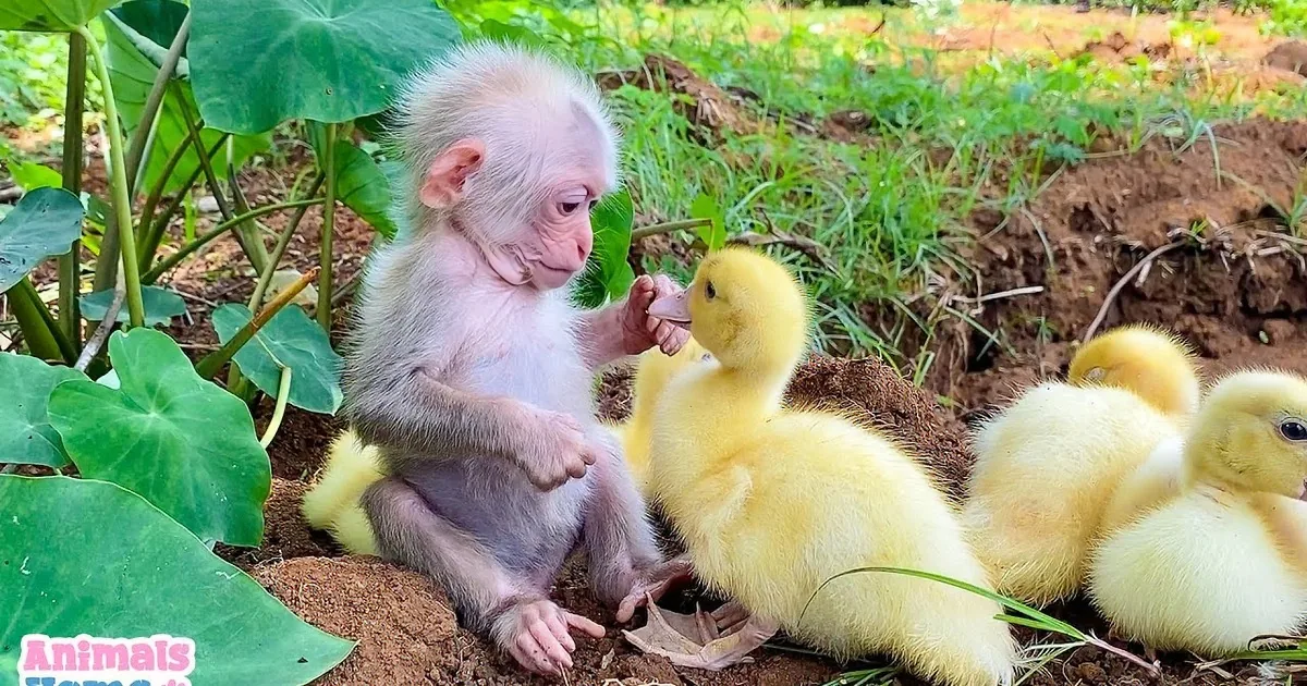 A baby monkey interacts with yellow ducklings on a dirt patch surrounded by greenery.