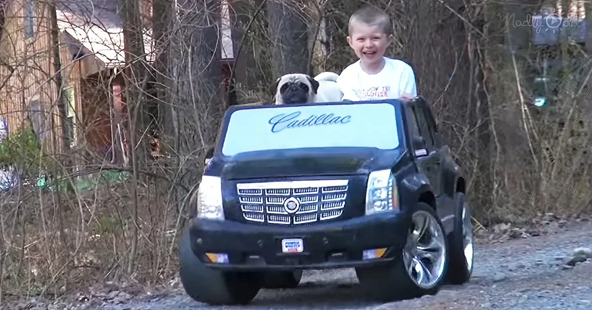 A child and a dog are riding in a toy Cadillac truck on a gravel path.