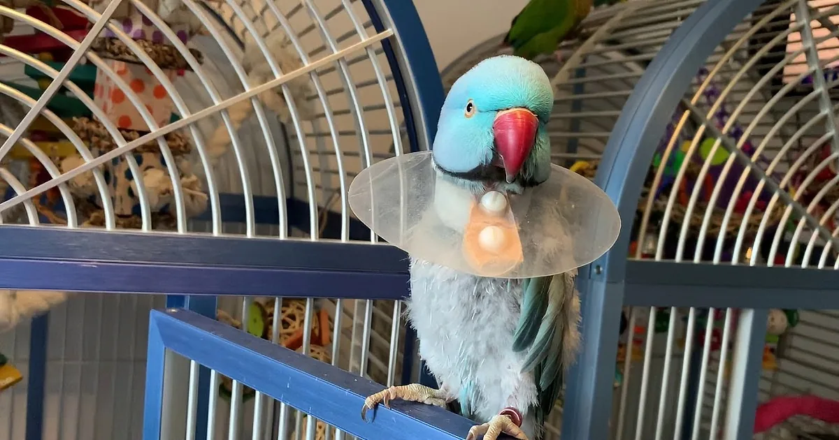 Two parrots, one green and one blue, perch side by side on a wooden railing.