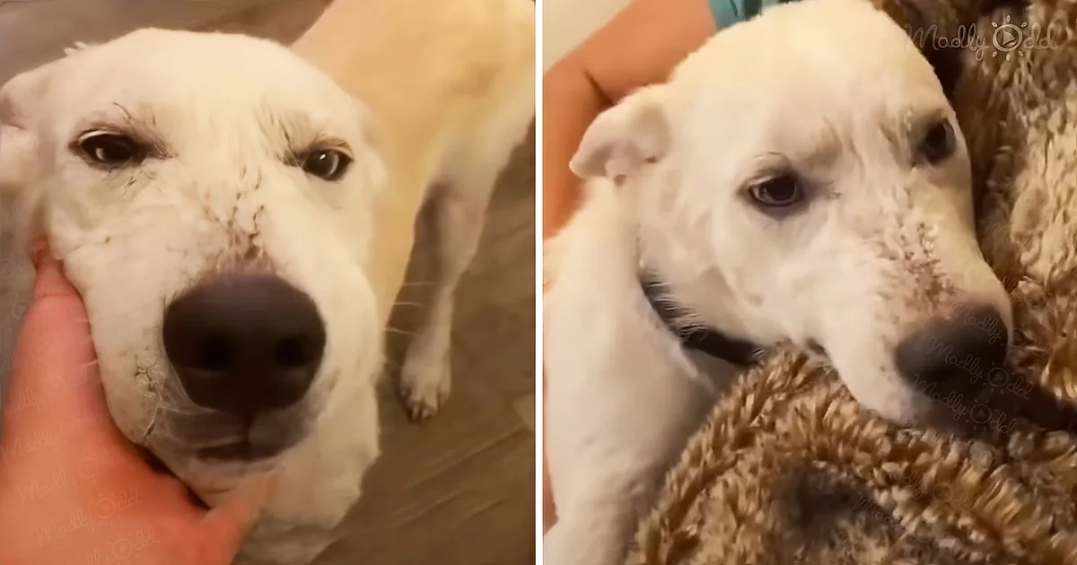 A white dog with a sad expression is being held and comforted by a person.