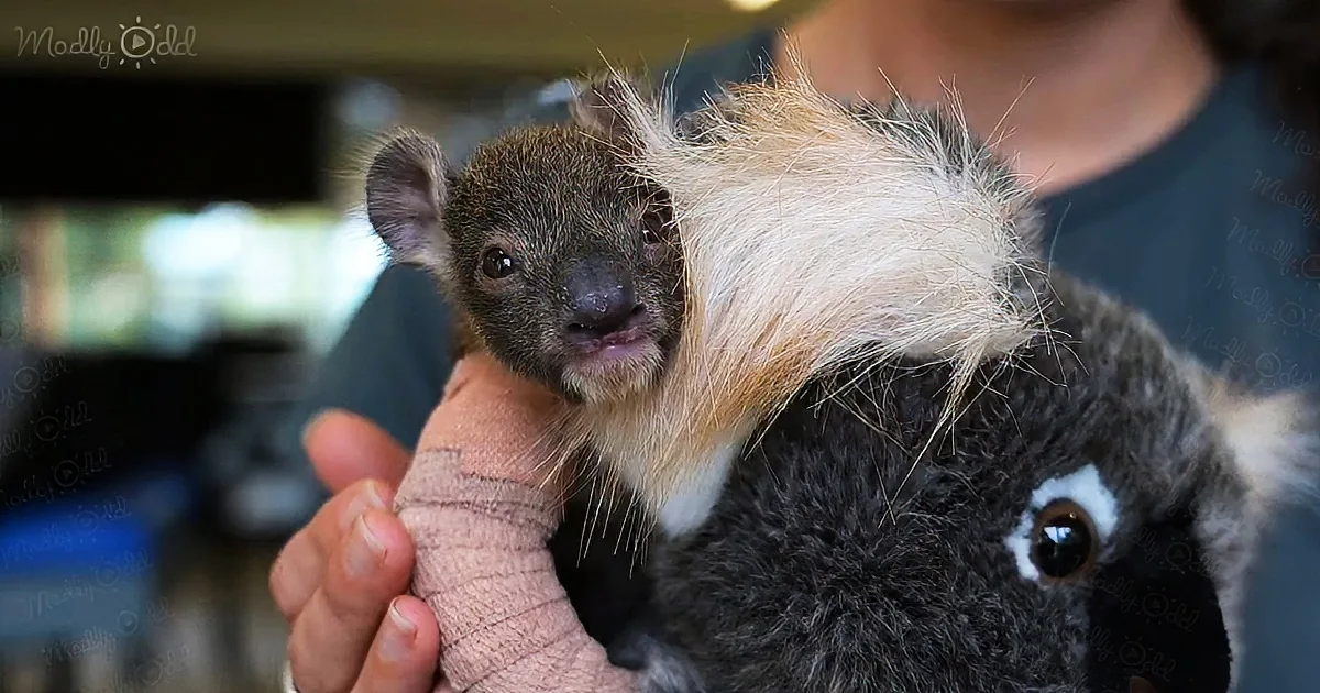 A baby koala with fluffy white and brown fur is being held by a person with a bandaged hand.