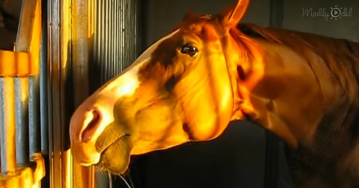 A golden horse peers out from a stable, bathed in sunlight, creating a warm, glowing effect.