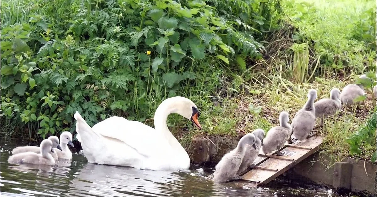 Devoted Swan Parents Have a ''Daycation'' With Their 10 Baby Swans in Tow