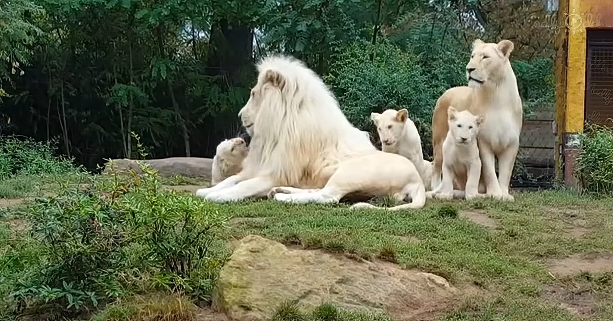 A pride of white lions rests together on a grassy hillside, surrounded by greenery.