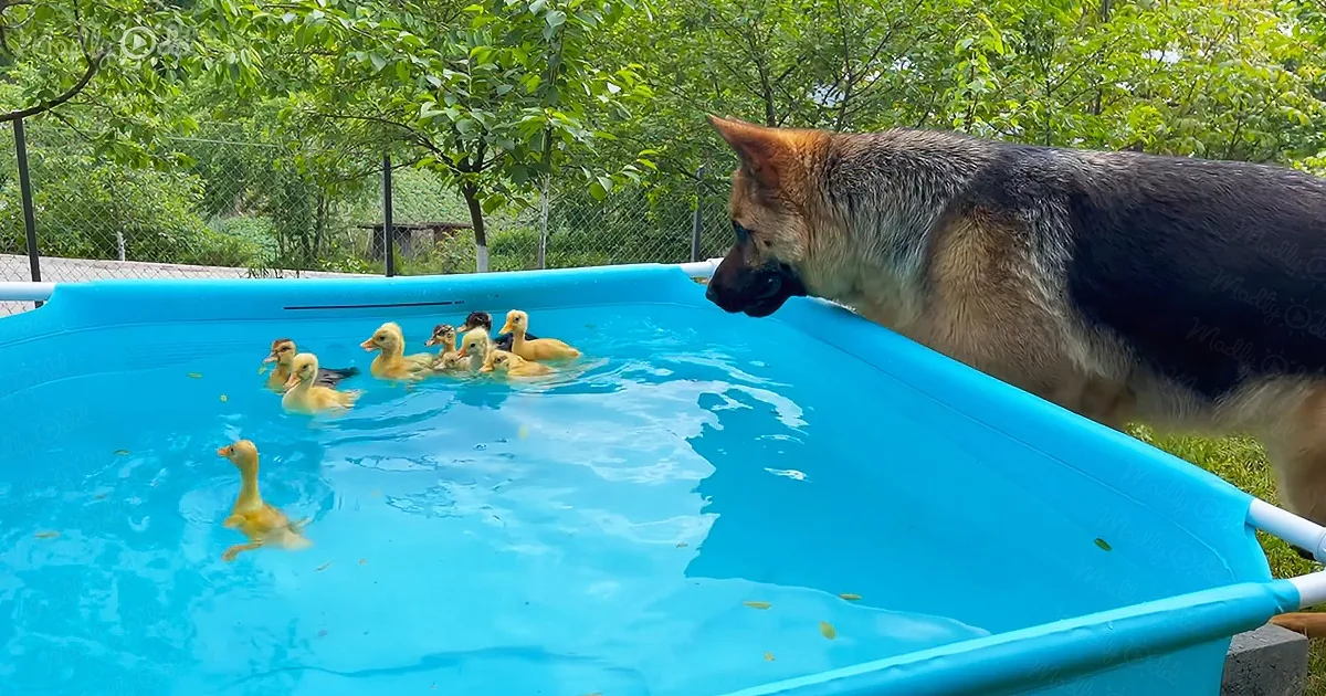A German Shepherd dog curiously observes a group of ducklings swimming in a small blue kiddie pool.