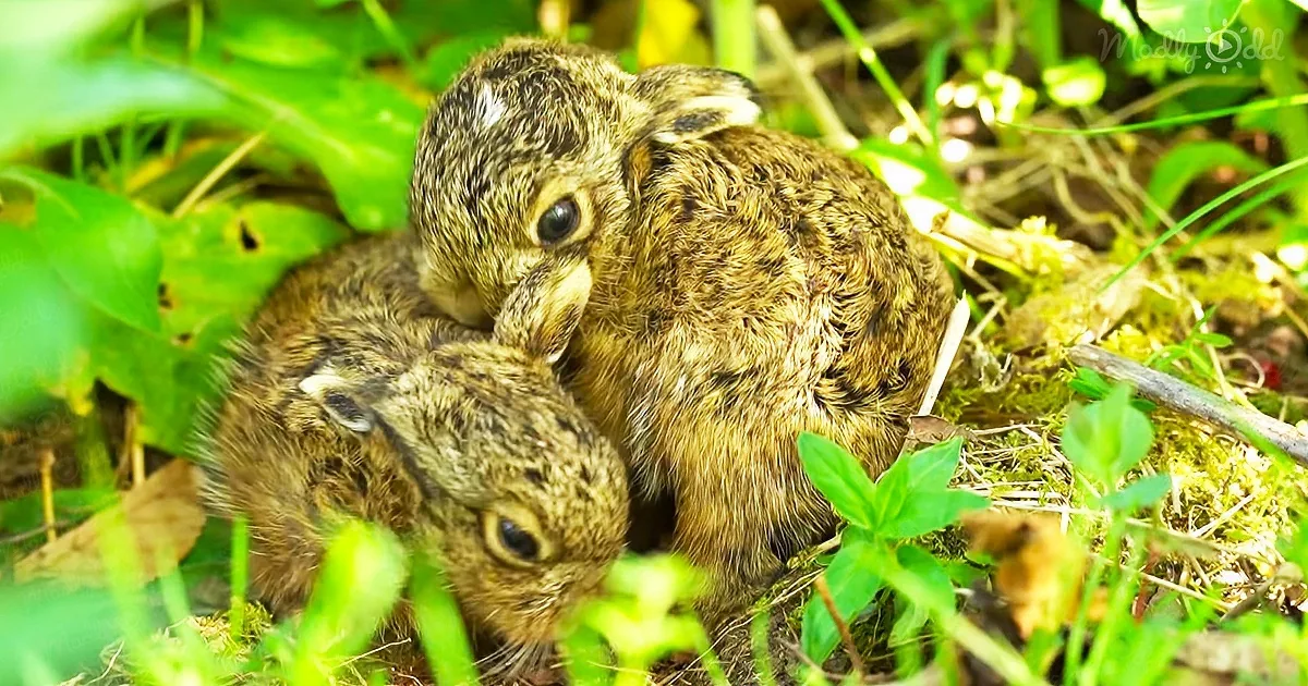 Two baby rabbits nestled together in green foliage, appearing cozy and close.